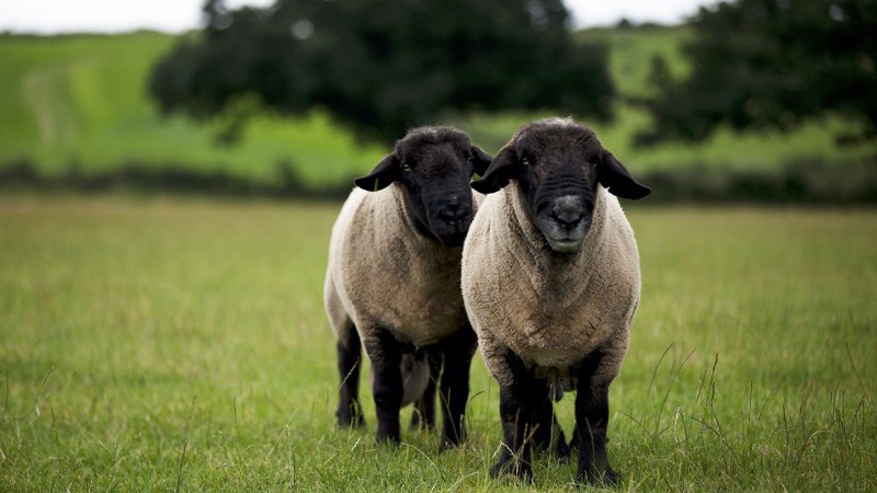 Sheep at Elms Farm Costock