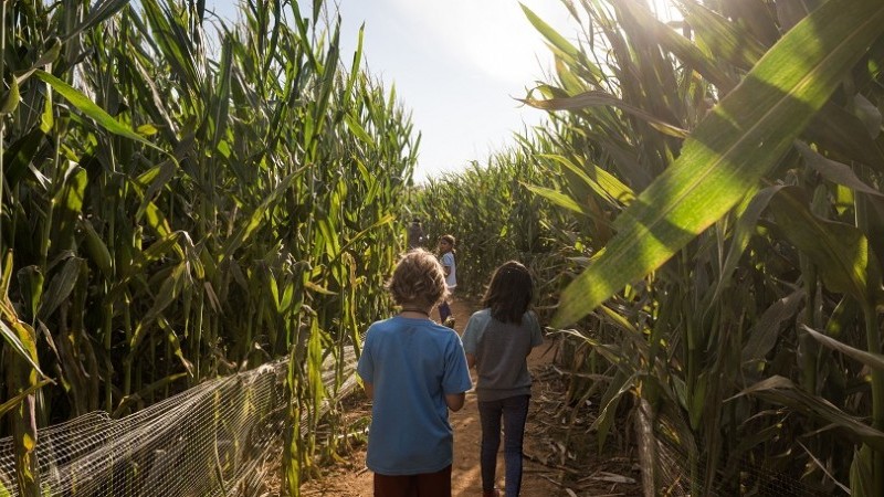Our maize maze in 2023