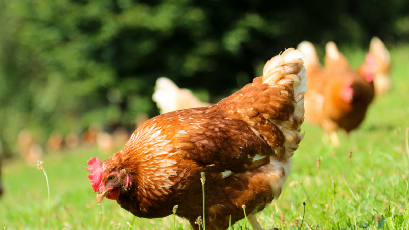 Free Range Packington Chicken by Elms Farm Costock