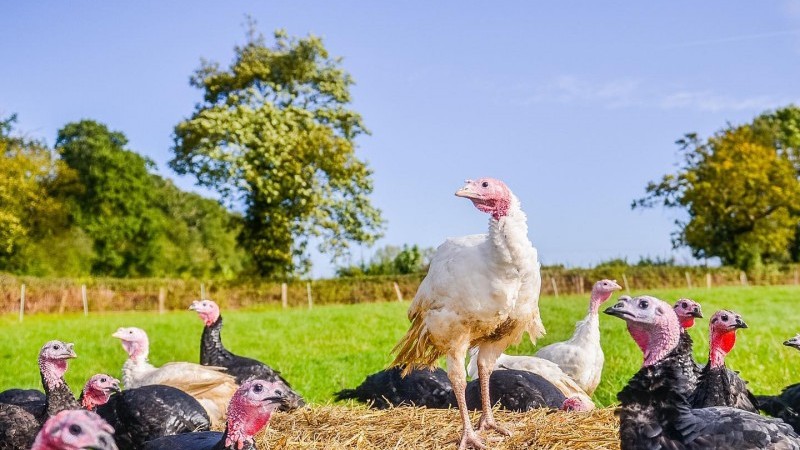 Free Range Turkey from Barkby by Elms Farm