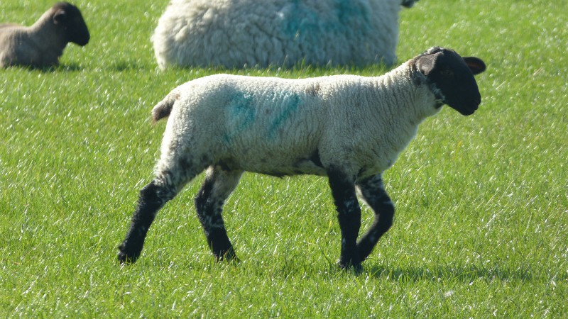 Lambs at Elms farm Costock
