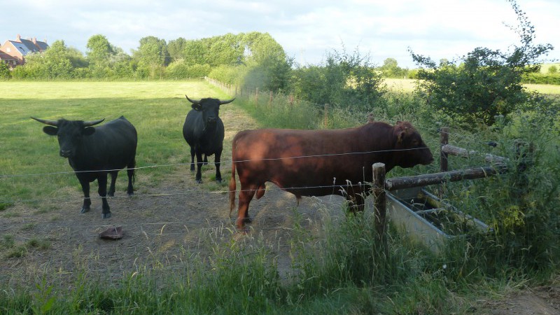 Dexter cattle at Elms farm Costock